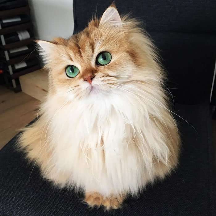 Кошка Смузи - восходящая звезда интернета