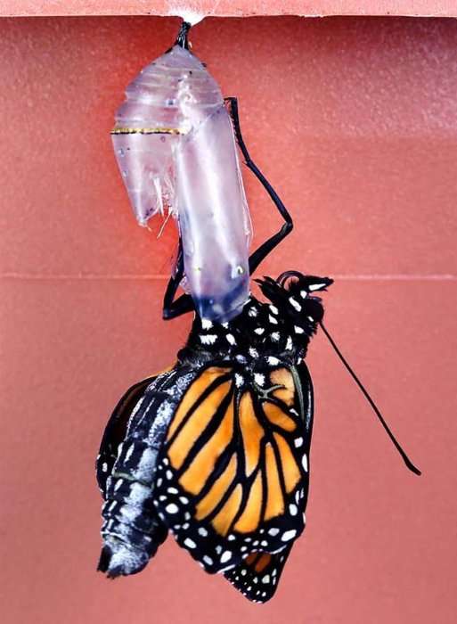 Метаморфозы и рождение бабочки-монарха