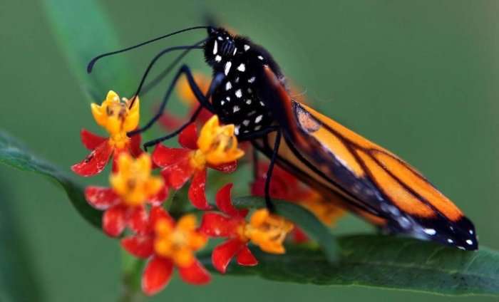 Метаморфозы и рождение бабочки-монарха
