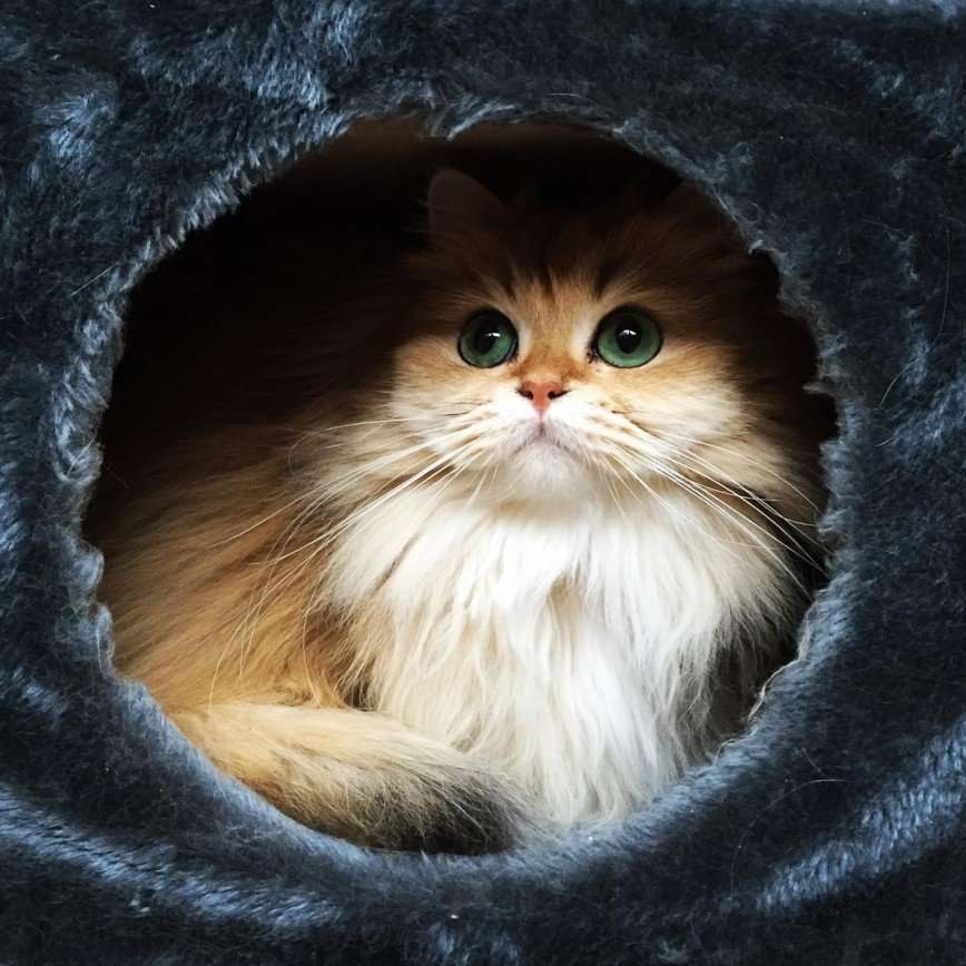 Кошка Смузи - восходящая звезда интернета