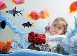 Правильний акваріум радує око і не вимагає особливого догляду