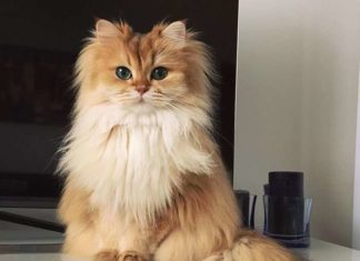 Кішка Смузі — висхідна зірка інтернету.