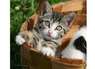 Виставка приютських кішок «Додому».