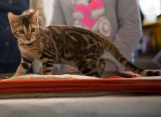 Виставка ИнфоКот-2013.