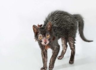 Незвичайні кішки породи лікою.