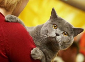 Міжнародна виставка котів «Кетсбург-2016».