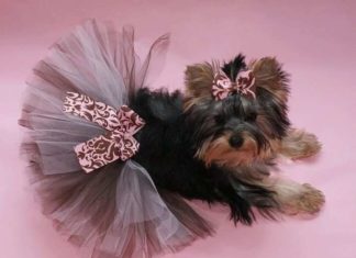 Собака в спідничці.