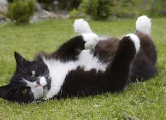 Люкс, оздоровчий СПА меню для кішки.