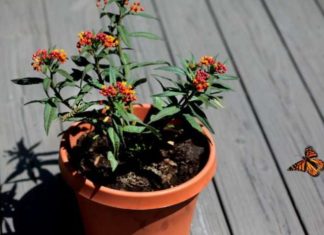 Метаморфози і народження метелика-монарха.