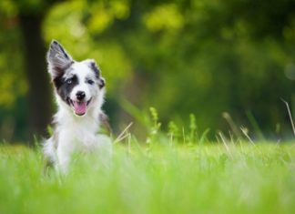 У Португалії відкриється унікальний собачий парк.