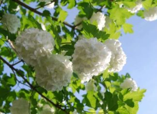 Все про дачі і все для дачі.