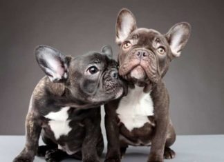 Карлі Девідсон і її чотириногі моделі.