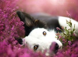 Аліція Змусловская і її улюблені собаки.