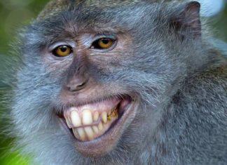 Дивовижні тварини з різних куточків світу, зафіксовані в живій природі.