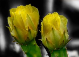 У чоловіка коханка. Хоче жити втрьох.