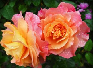 Травнева посадка квітів: корисна відеопідбірка.