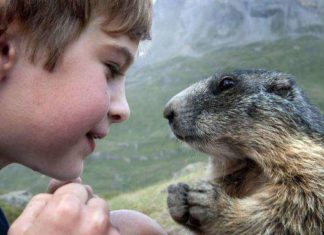 Хлопчик, який дружить з бабаком.