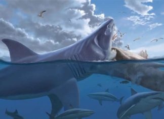 Як почути музику, яка сподобалася б мегалодону.