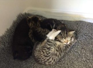 Кішка розшукала своїх зниклих кошенят у ветклініці.