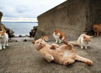 10 місць, в яких обожнюють кішок.