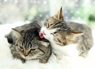 Кожному будинку потрібен кіт.