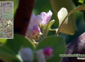 Якщо сад зацвів у вересні…