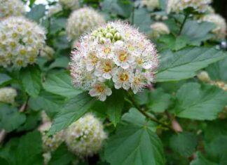 Пузиреплодник калінолістний: посадка і догляд, розмноження, опис сортів з фото