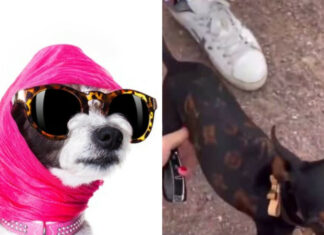 Тільки від життя собачої: москвичі прикрасили свого вихованця монограмою louis vuitton