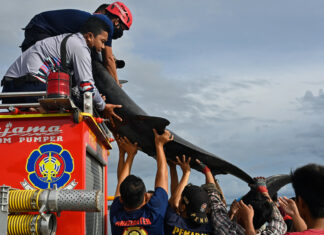 1500 дельфінів мертві: що говорять в мережі про трагедію на фарерських островах