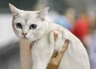 Які породи кішок вам симпатичні?