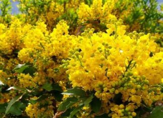 Магония падуболистная-посадка і догляд, опис, фото сортів і видів, відгуки