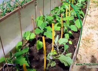 Баклажани у високих грядках-вирощування, посадка і догляд