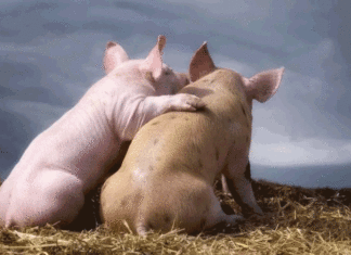 Місяць земляної свині 7 листопада – 6 грудня 2021