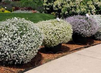 Лобулярія-посадка і догляд у відкритому грунті, фото і опис сортів