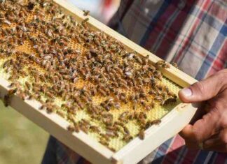 Як правильно зробити відводок бджіл найпростішим способом – 7 варіантів